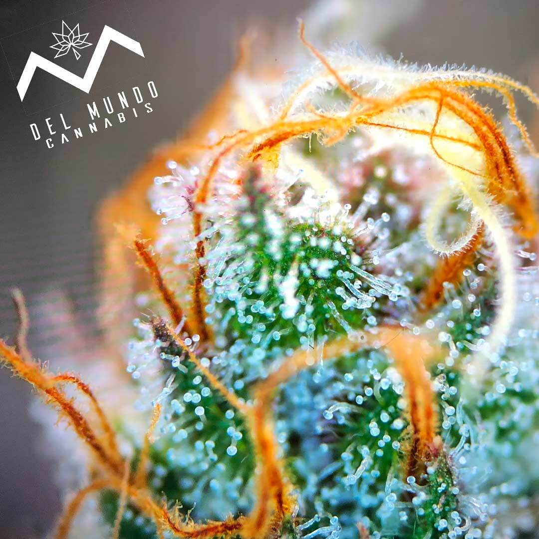 A macro view of a cannabis weed strain.